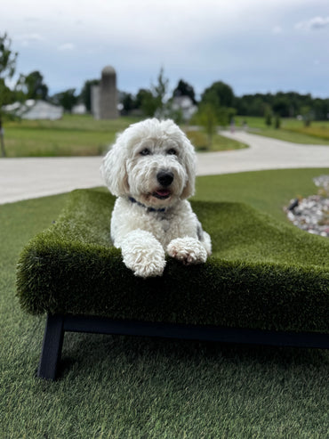 K9Hammock by ForeverLawn